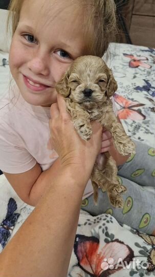 Мальтипу малыш