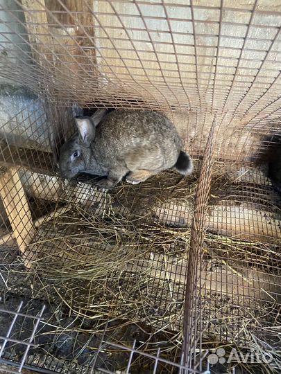 Кролики разные