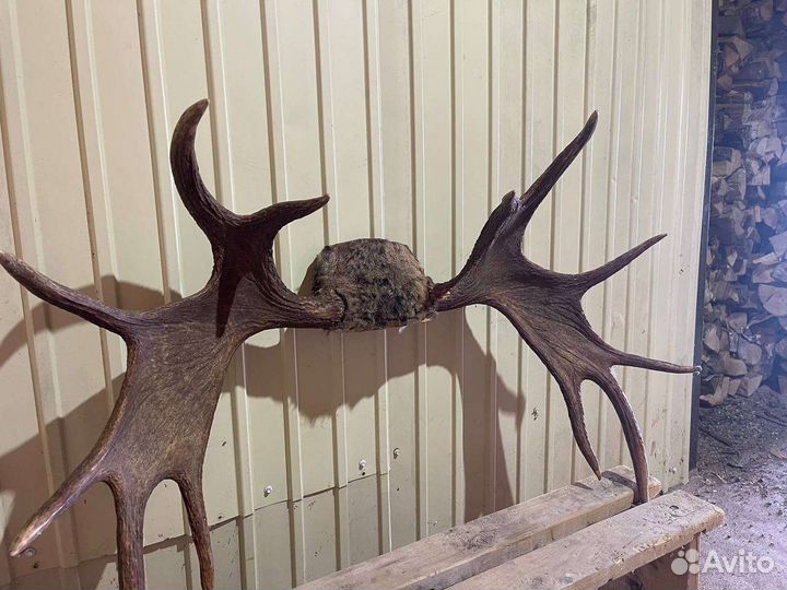 Продам рога лося