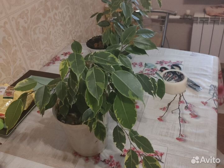 Фикус бенджамина
