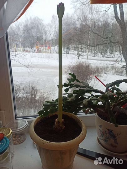 Многолетник амариллис красный (Amaryllis)