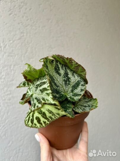 Сортовые бегонии