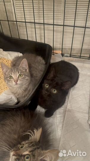 Котенок мальчик 2,5 мес