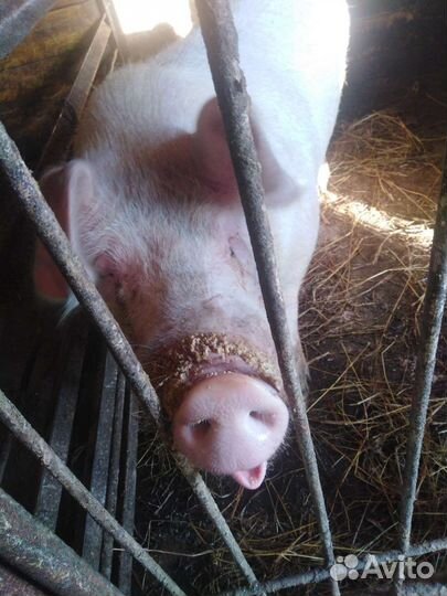 С/х животные