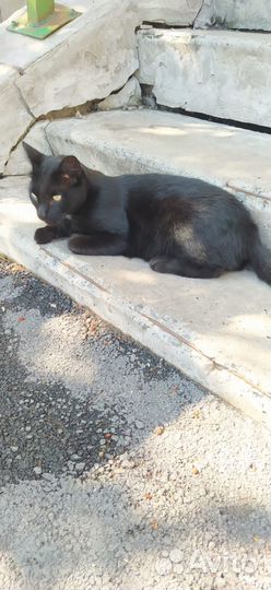 Кот мышелов чёрный