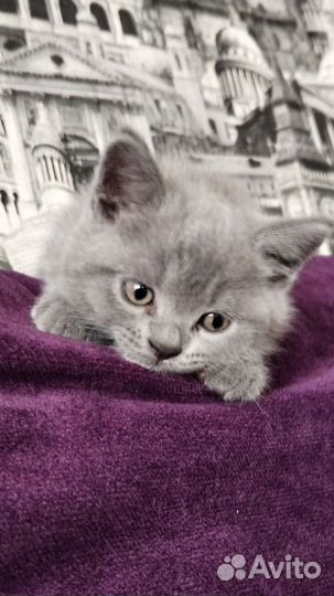 Британская короткошерстная кошка