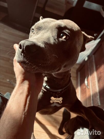 Американский стаффордширский терьер Вязка