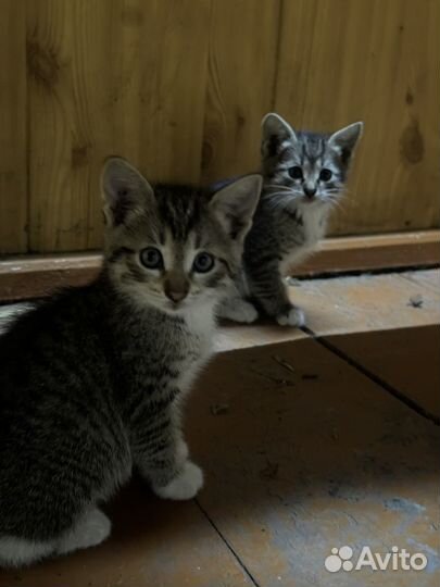 Котята 1,5 месяца