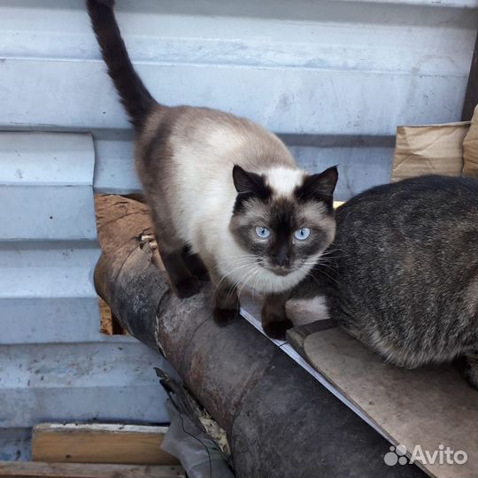 Кот сиамский