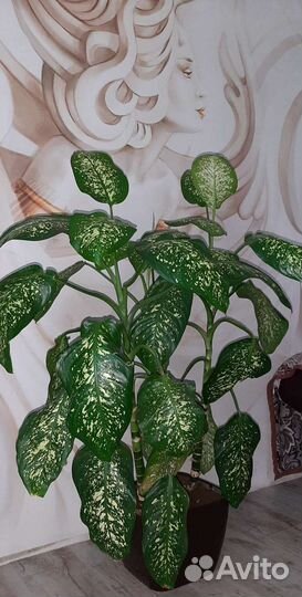 Диффенбахия