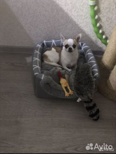 Передержка животных/Зоогостиница для собак и кошек