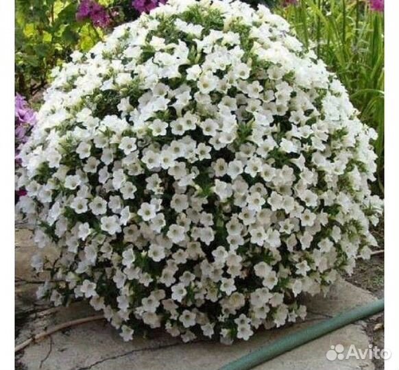 Вегетативная петуния