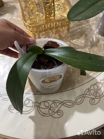 Орхидея фаленопсис