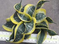 Сансевиерия ханни японский твистер. Сансевиерия твистер. Сансевиерия твистер. Сансевиерия твистер. Сансевиерия цилиндрика твистер.