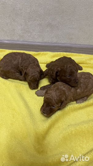 Щенки той пуделя красные