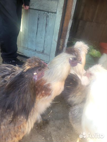 Бойцовые петухи