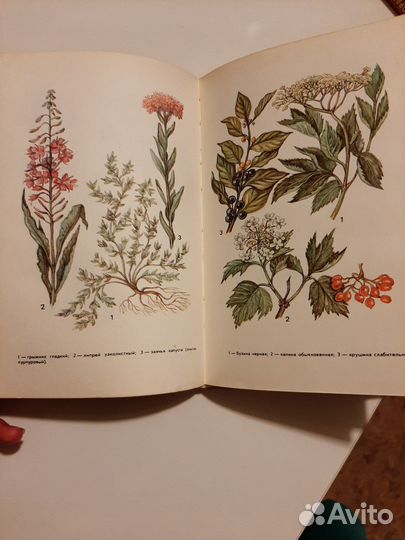 В.П.Махлаюк 