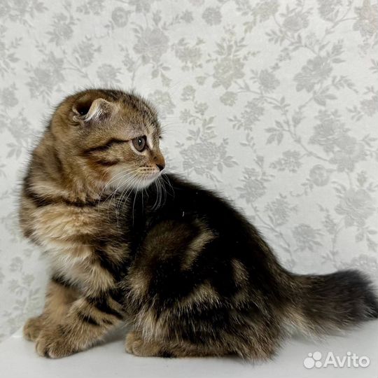 Шотландская кошка