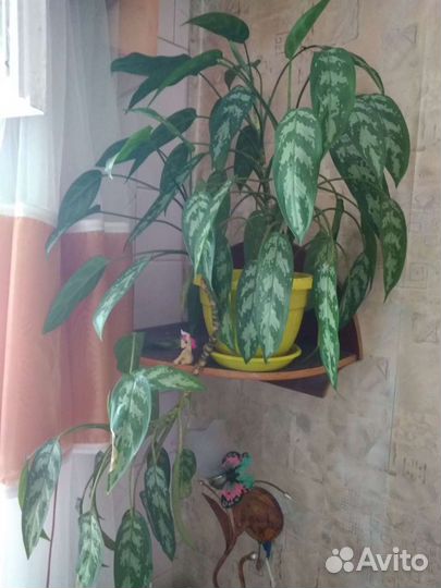 Комнатный цветок большой