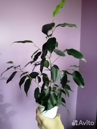 Фикус бенджамина