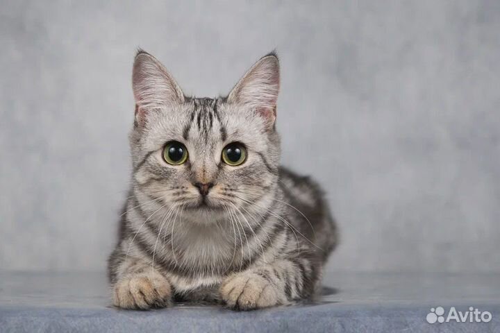 Кошечка в добрые руки