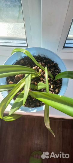 Гиппеаструм взрослый