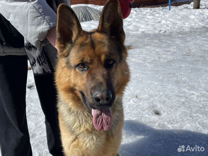 Немецкая овчарка вязка