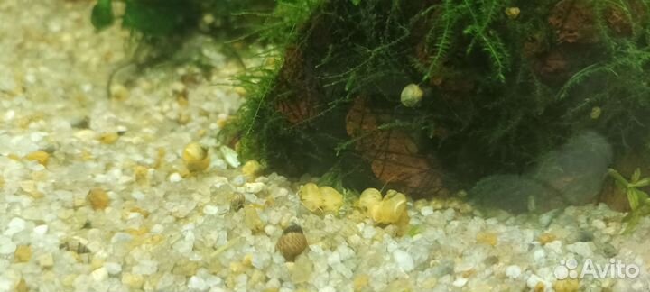 Улитки Ампулярии (от 5 штук)