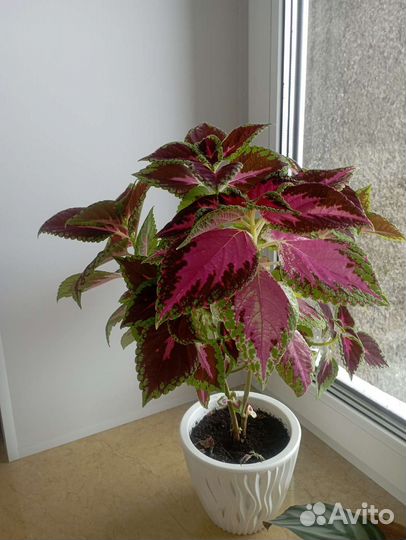 Комнатные растения