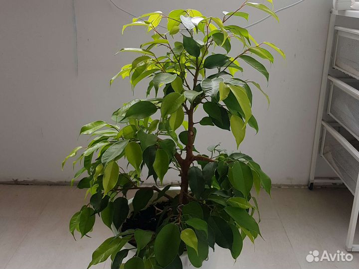 Фикус бенджамина