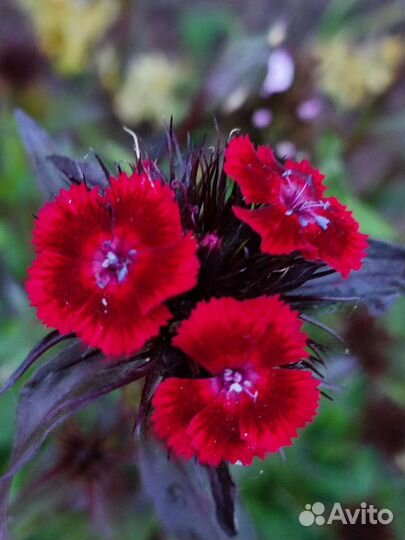 Турецкая гвоздика