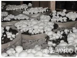 Готовые компостные грядки шампиньонов