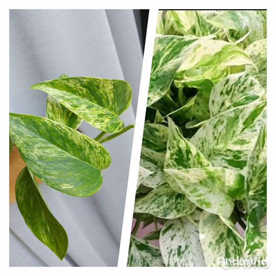 Эпипремнум Сциндапсус