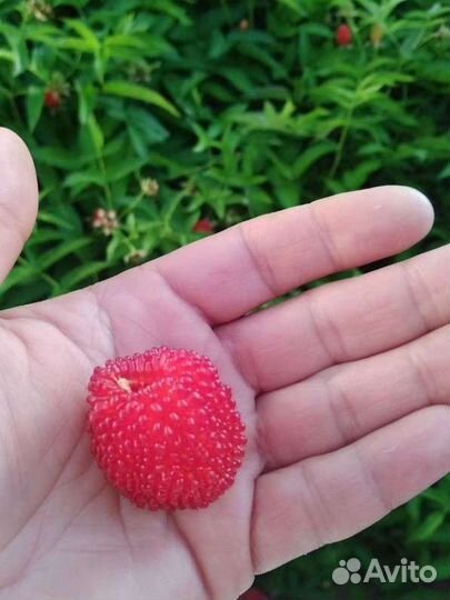 Тибетская малина саженцы