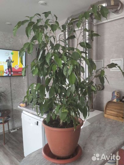Фикус бенджамина