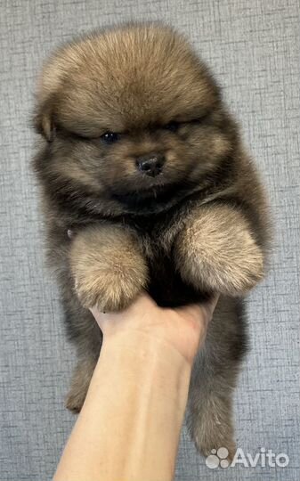 Шпиц мальчик