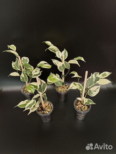 Фикусы разные сорта 2