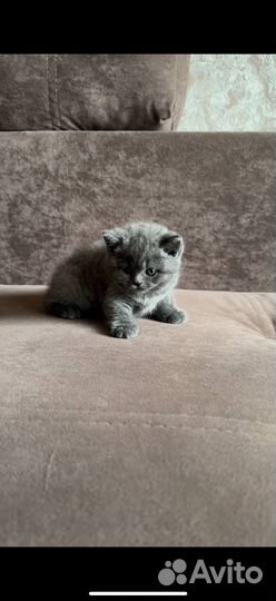 Британские котята