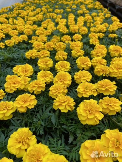 Рассада цветы