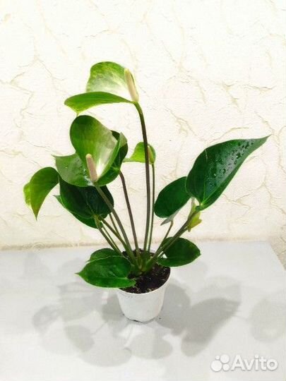 Антуриум Адиос Спринг