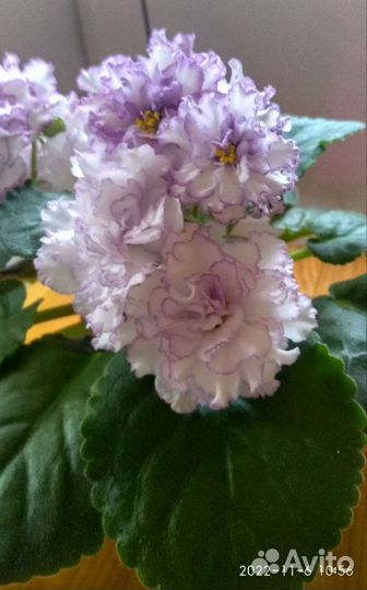 Фиалка сортовая