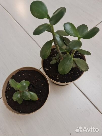 Цветы домашние в горшках