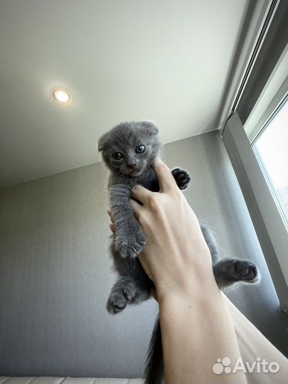 Шотландская вислоухая