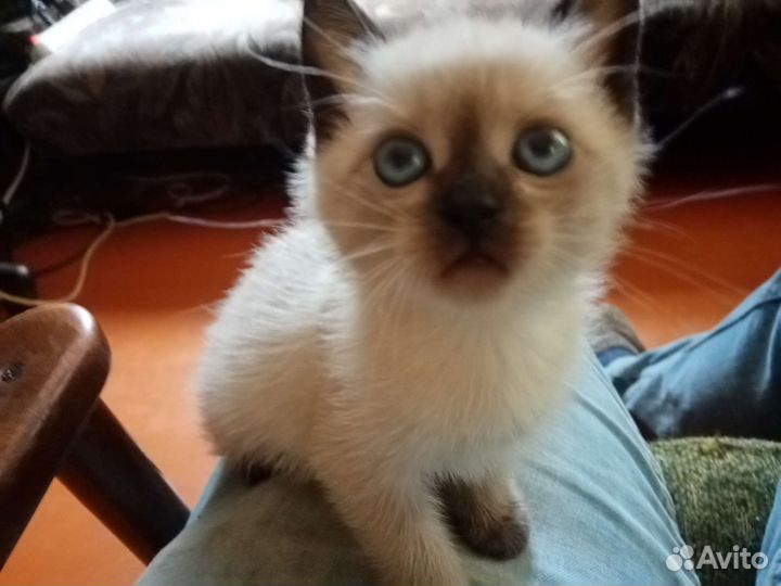 Котята в дар бесплатно Разные