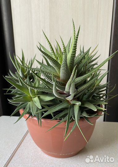 Хавортия полосатая