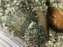 Усыновить двух черепах