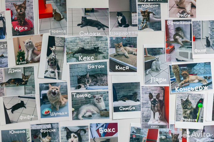 Зоогостиница, гостиница для животных, кошек