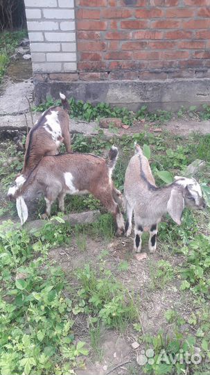Продам козлят., порода нубийцы/шами
