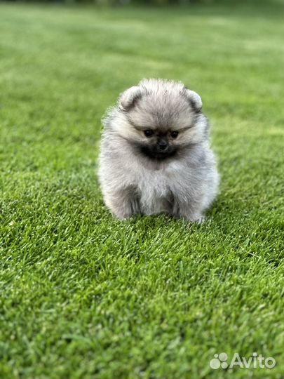 Щенки шпица микро размера