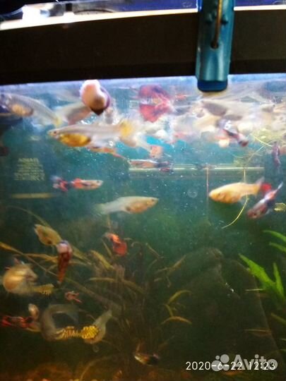 Аквариумные рыбки: гуппи, моллинезии, меченосцы